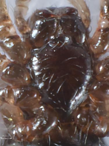 Robertus sp.